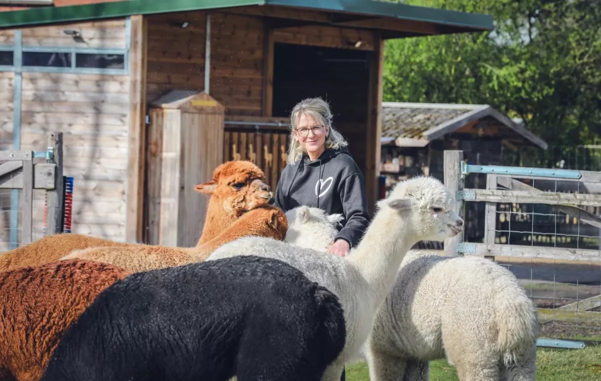 Frau f&uuml;ttert Alpakas, Teambuilding-Aktivit&auml;t mit Tieren.