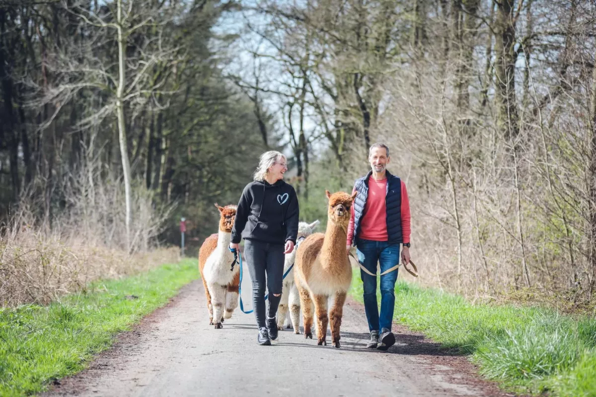 Zwei Personen spazieren mit vier Alpakas auf einem Waldweg.