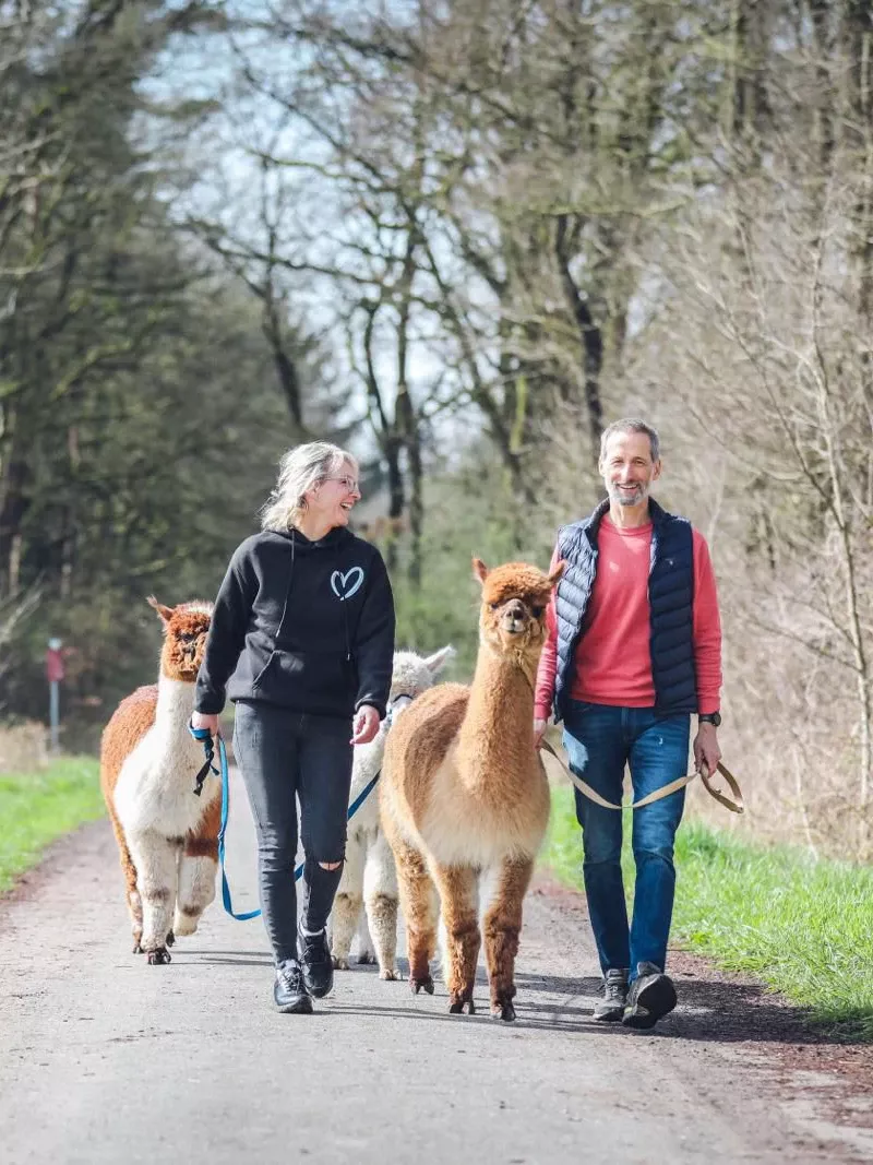 Zwei Personen f&uuml;hren zwei Alpakas auf einem Waldweg spazieren, Teambuilding-Aktivit&auml;t in der Natur.