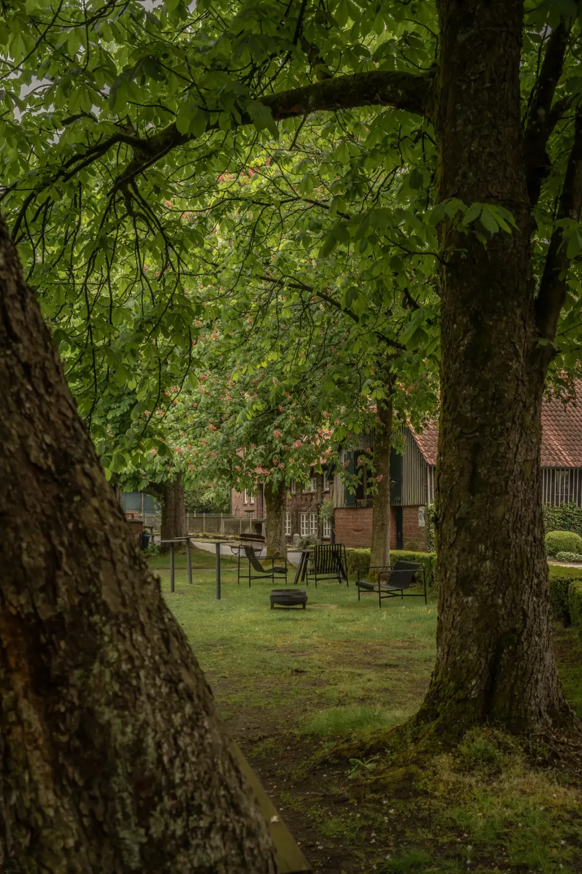 Blick durch alte B&auml;ume auf einen Gr&uuml;nstreifen mit Sitzbereichen, umgeben von dichtem Gr&uuml;n, Geb&auml;ude im Hintergrund.