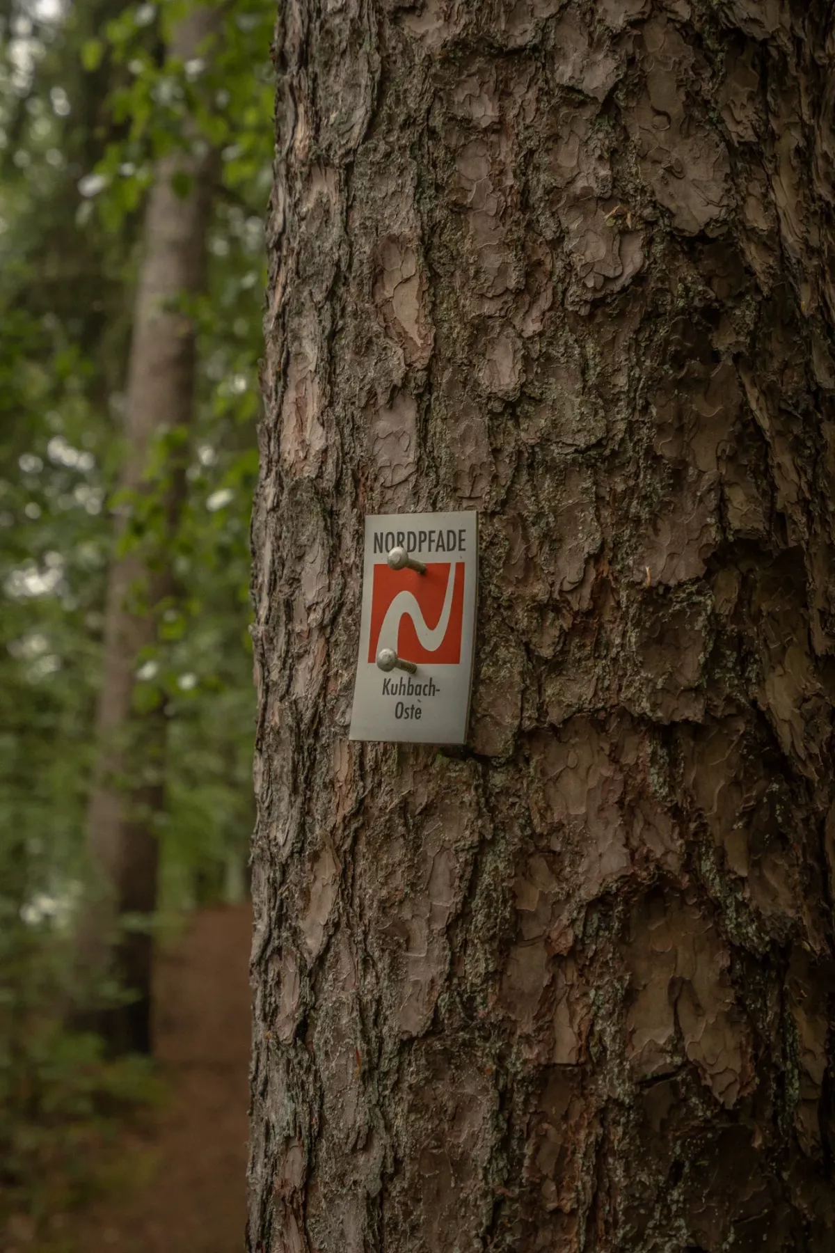 Wanderweg-Markierung "Nordpfad Kuhbach Oste" auf Baumrinde mit rotem Logo, das den Wanderweg durch die naturnahe Umgebung kennzeichnet.