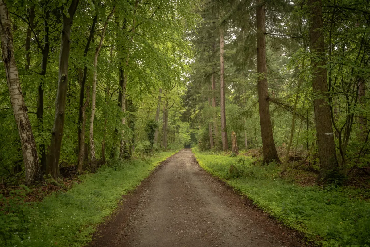 Breiter Waldweg mit hohen B&auml;umen auf beiden Seiten und gr&uuml;nem Moos am Boden, idyllische Naturkulisse.