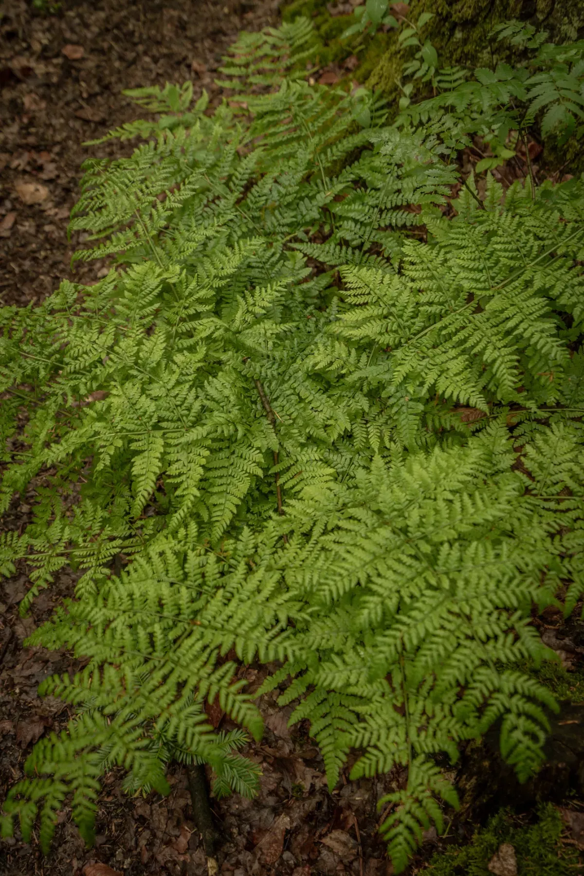 Gr&uuml;ne Farnbl&auml;tter dicht an dicht auf feuchtem Waldboden, nat&uuml;rliche Waldvegetation in Nahaufnahme.