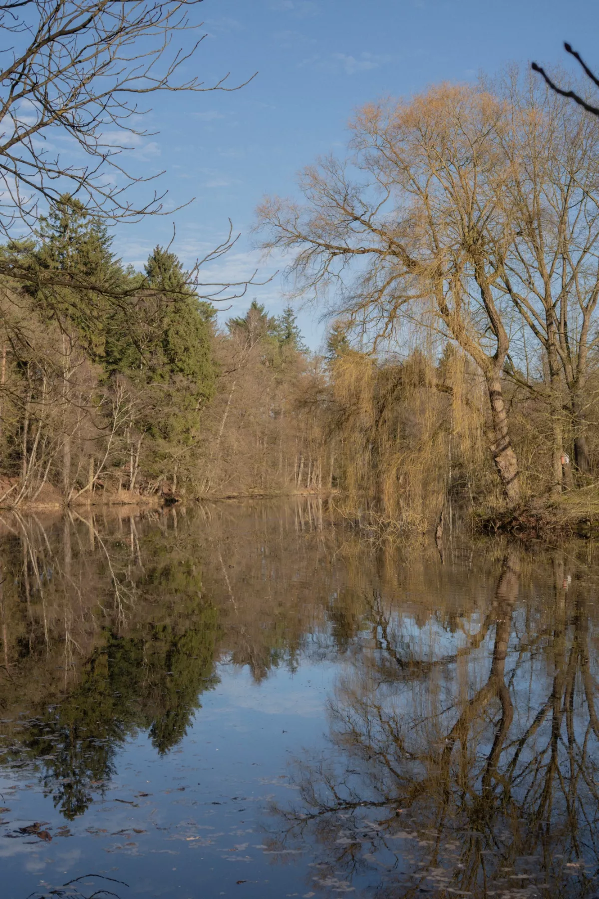 Stille Flusslandschaft mit kahlen und gr&uuml;nen B&auml;umen, deren Spiegelbilder sich im ruhigen Wasser widerspiegeln unter blauem Himmel.