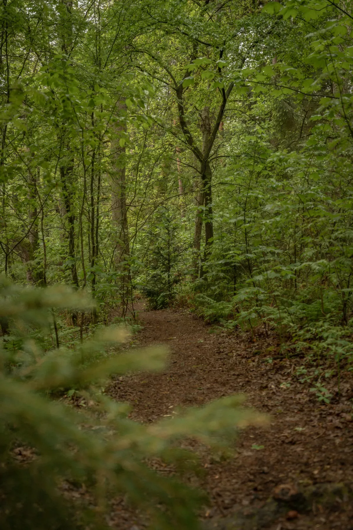 Waldweg mit dichtem Laubwerk, braunem Waldboden und gr&uuml;nen B&auml;umen, nat&uuml;rliche und ruhige Waldatmosph&auml;re.