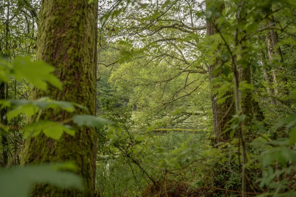Dichter gr&uuml;ner Wald mit moosbedeckten Baumst&auml;mmen und &uuml;ppiger Vegetation an einem bedeckten Tag.