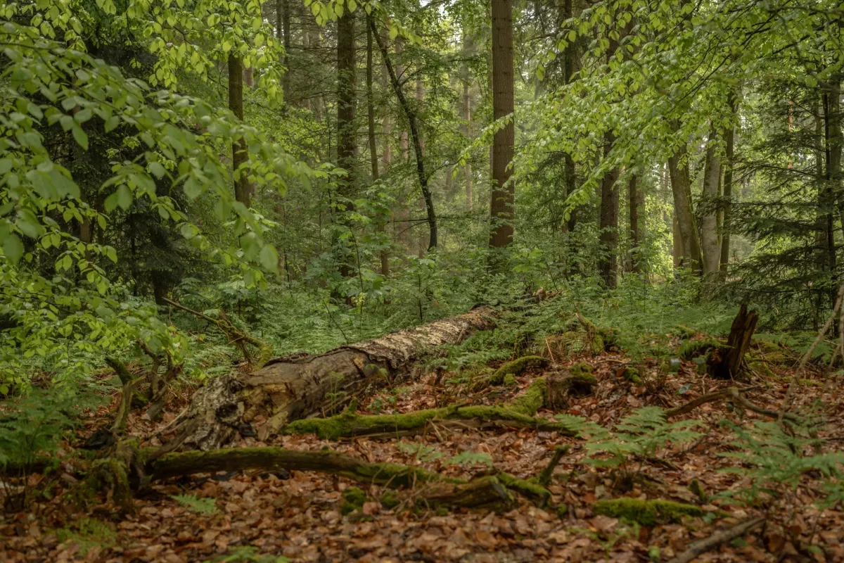 Dichter Wald mit Laubholzb&auml;umen und moosbewachsenem Totholz auf dem Waldboden, umgeben von &uuml;ppigem gr&uuml;nem Laub.