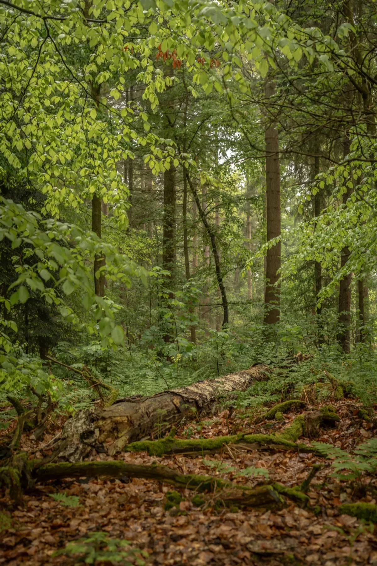 Dichter Wald mit gr&uuml;nem Bl&auml;tterdach, moosbewachsenem Baumstamm im Vordergrund und schattigen Waldwegen.