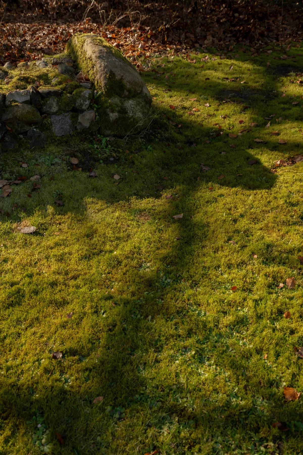 Moosbedeckter Waldboden mit verwittertem Baumstamm und nat&uuml;rlicher Lichtdurchflutung in gr&uuml;ner Waldumgebung.