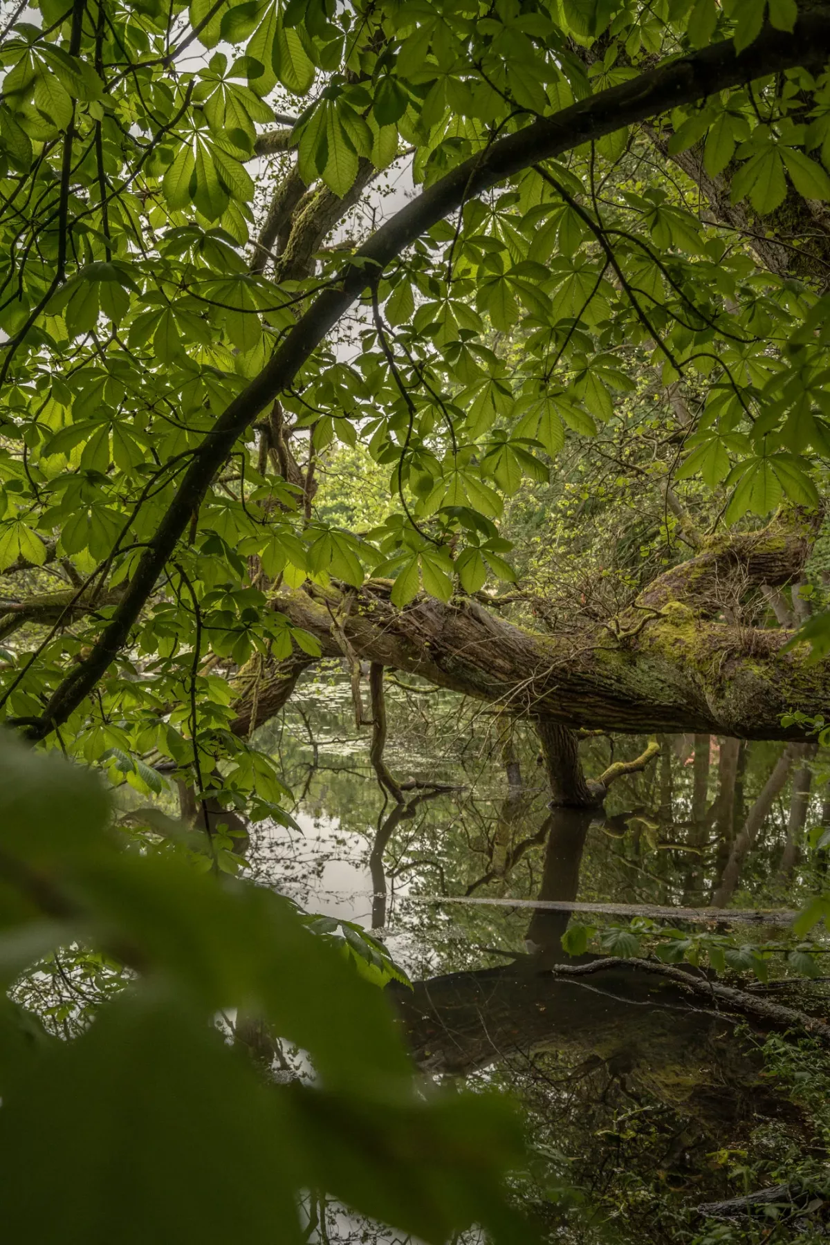 Holzsteg &uuml;ber einen Bach, umgeben von dichtem gr&uuml;nem Laub und dunklen Baum&auml;sten in naturbelassener Waldlandschaft.